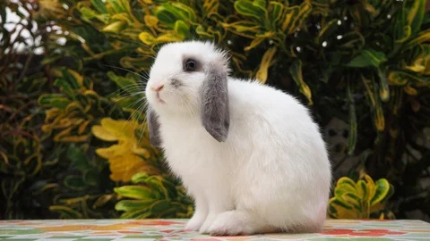 Rabbit on green and yellow tree, white rabbit little rabbit, Little white bunny Stock Footage 127268677