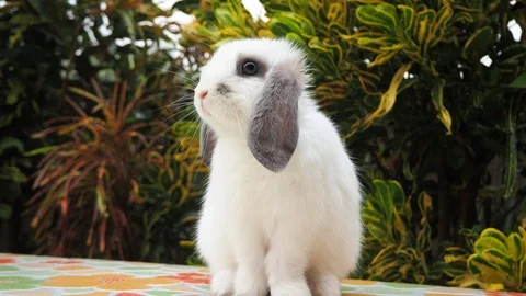 Rabbit on green and yellow tree, white rabbit little rabbit, Little white bunny Stock Footage 127268682