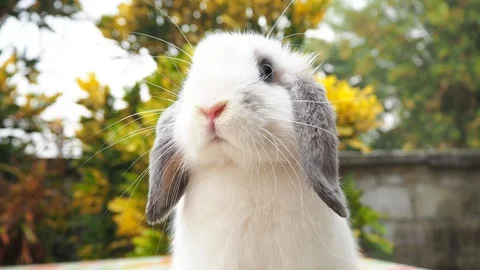 Rabbit on green and yellow tree, white rabbit little rabbit, Little white bunny Stock Footage 127268930