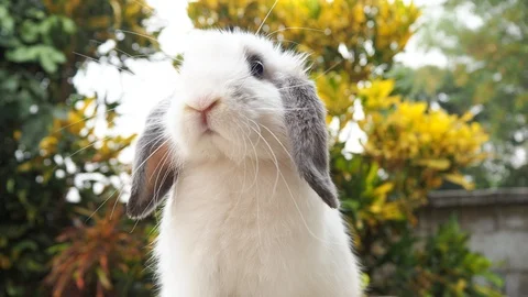 Rabbit on green and yellow tree, white rabbit little rabbit, Little white bunny Video stock 127268939