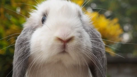 Rabbit on green and yellow tree, white rabbit little rabbit, Little white bunny Stock Footage