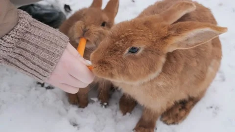 Rabbit on green and yellow tree, white rabbit little rabbit, Little white bunny Stock Footage 221158008