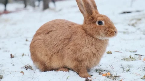 Rabbit on green and yellow tree, white rabbit little rabbit, Little white bunny Vidéo 221838605