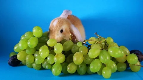 Rabbit green grapes Video stock 95739336