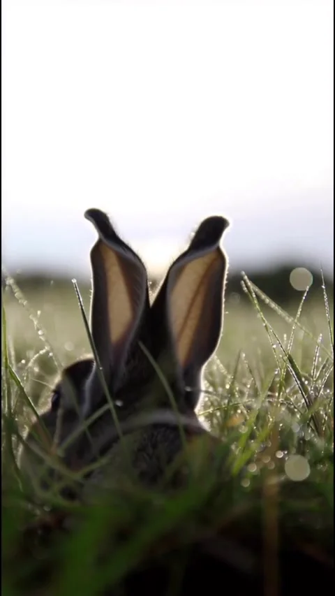 A rabbit in a green grass field Stock Footage 318943545