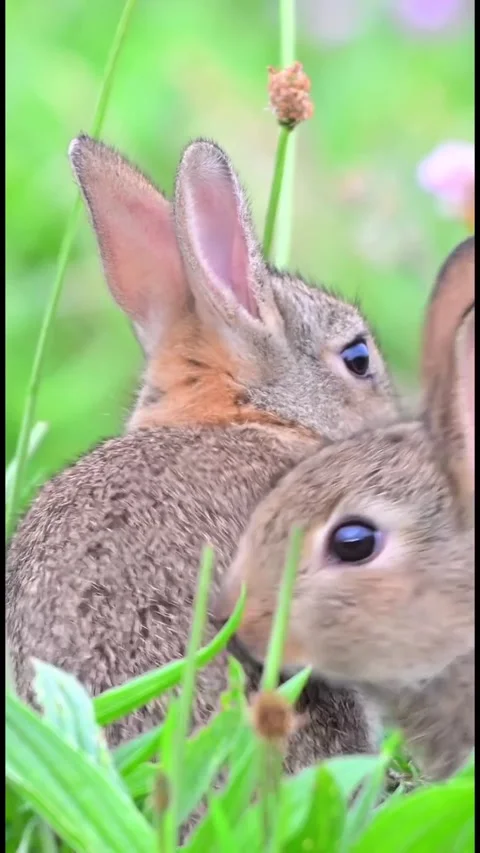 A rabbit in a green grass field Stock Footage 318943609