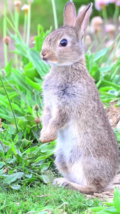 A rabbit in a green grass field Stock Footage 318943629