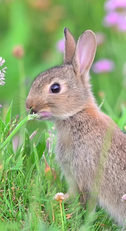 A rabbit in a green grass field Stock Footage 318943643