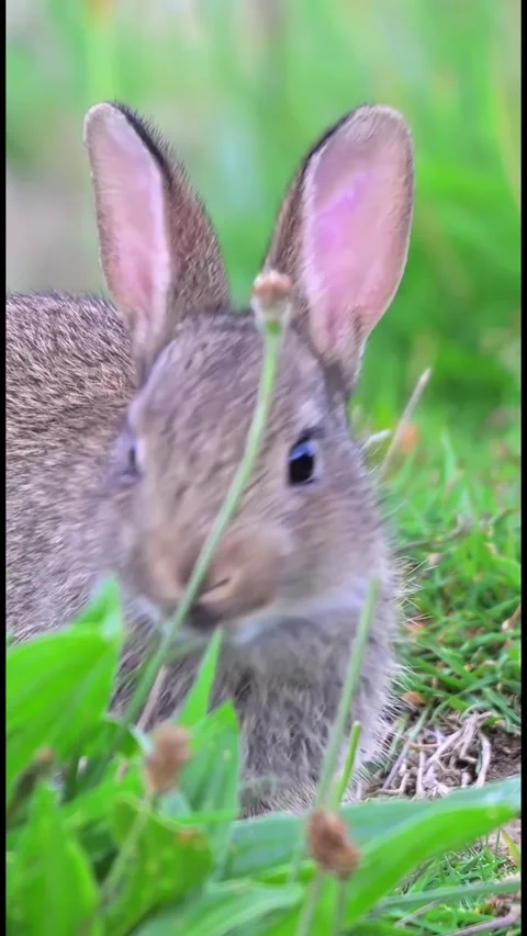 A rabbit in a green grass field Video stock 318943651