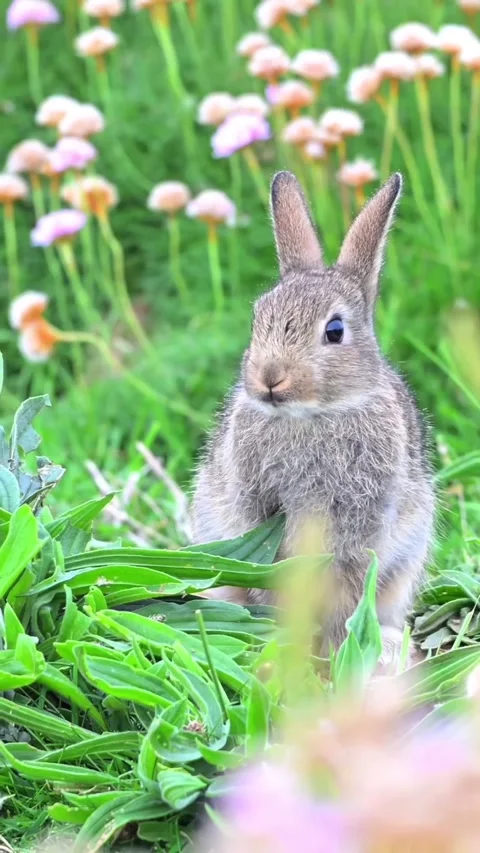 A rabbit in a green grass field Stock Footage 318943671