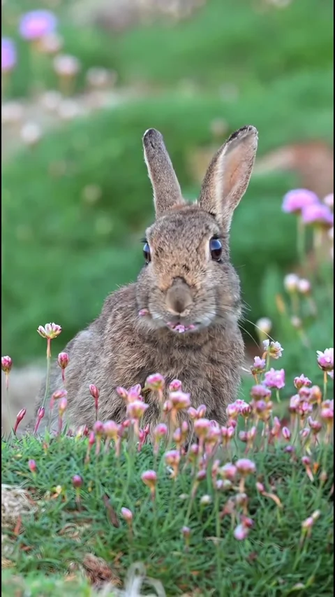 A rabbit in a green grass field Stock Footage 318943681