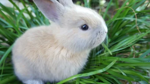 Rabbit on green grass Stock Footage 33611126