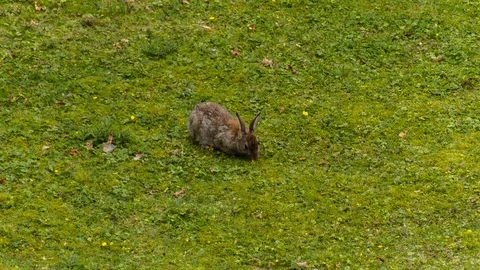 Rabbit on green grass Stock Footage 82609655