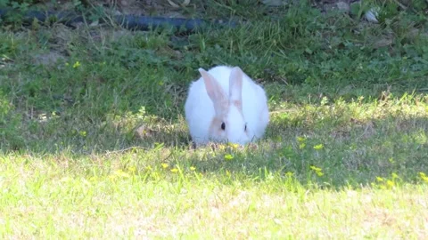 Rabbit on green grass Stock Footage 153070348