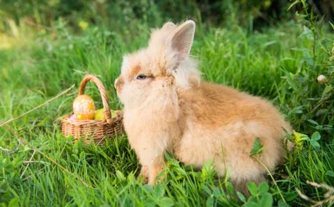 Rabbit in green grass in spring Stock Photos