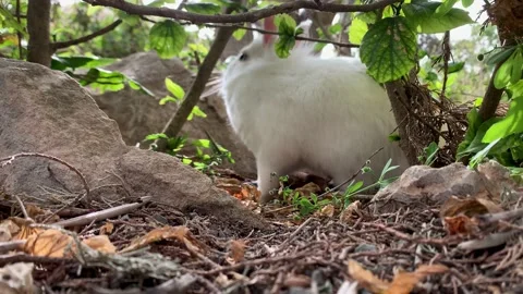 Rabbit on green grass, white rabbit little rabbit, Little white bunny Stock Footage 196173137