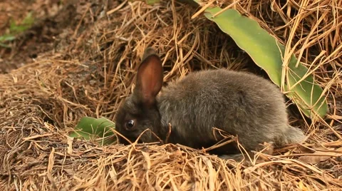 Rabbit on a green lawn Stock Footage 49445923