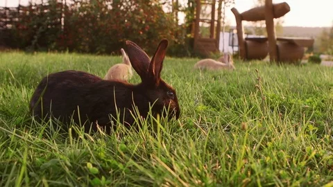 Rabbit on a green lawn Stock Footage 80217210