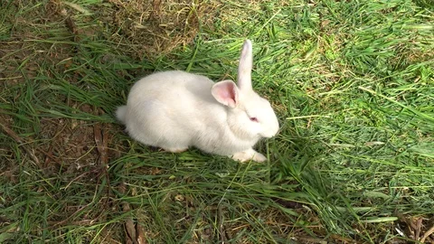 Rabbit On A Green Lawn Stock Footage 91131831