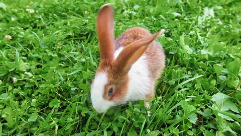 Rabbit on a green lawn Stock Footage 97468610