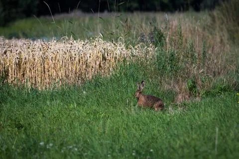 Rabbit on a green meadow Stock Photos