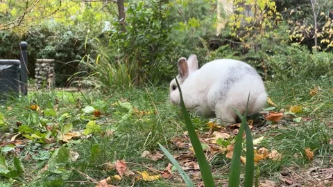 Rabbit in green park Stock Footage 223889404
