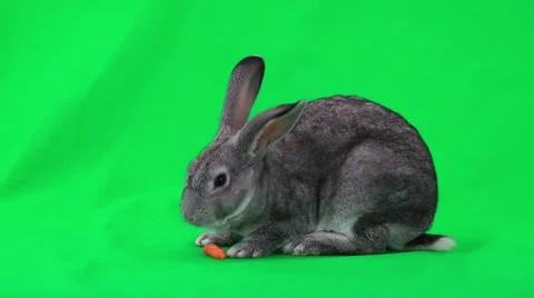 Rabbit on green screen Stock Footage 50205642