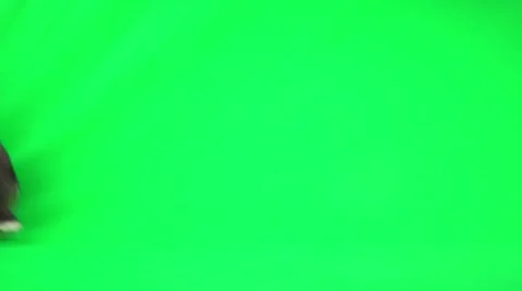 Rabbit on green screen Stock Footage 50205715