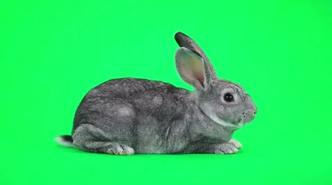 Rabbit on green screen Stock Footage 50206337