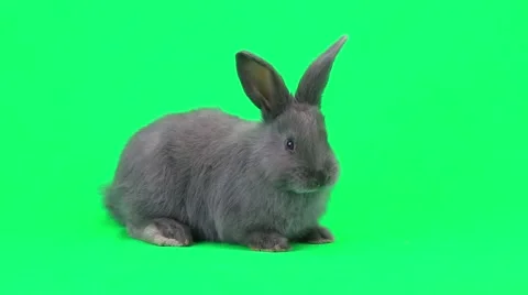 Rabbit on green screen Stock Footage 50206618