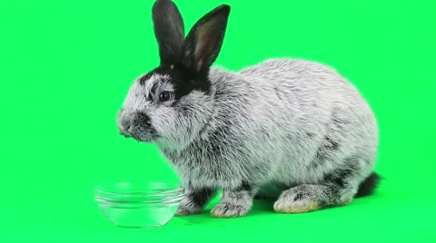 Rabbit on green screen Video stock 50206642