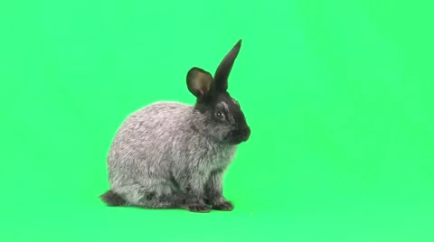 Rabbit on green screen Stock Footage 50206758