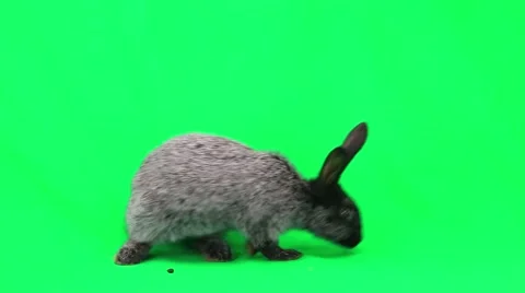 rabbit on green screen | Stock Video | Pond5