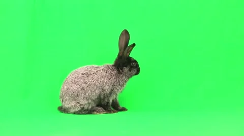 Rabbit on green screen Stock Footage 50207028