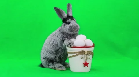 Rabbit on green screen Video stock 50208629