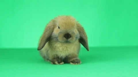 Rabbit on the green screen | Stock Video | Pond5