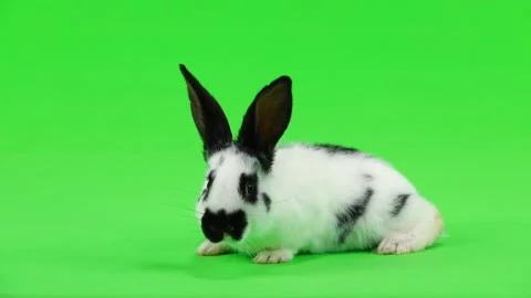 rabbit on green screen | Stock Video | Pond5