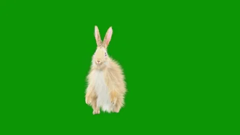Rabbit green screen sitting its hinds against jumping hind animated chromakey Stock Footage 314068033