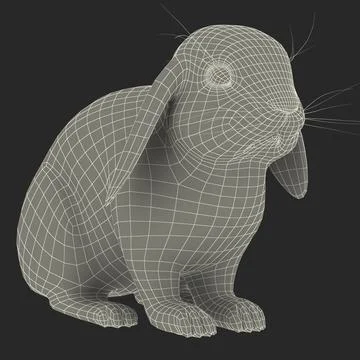 Rabbit Grey ~ 3D Model ~ Download #91388728 | Pond5