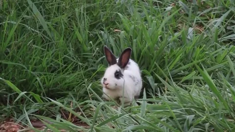 Rabbit grey small garden grass Stock Footage 213490365