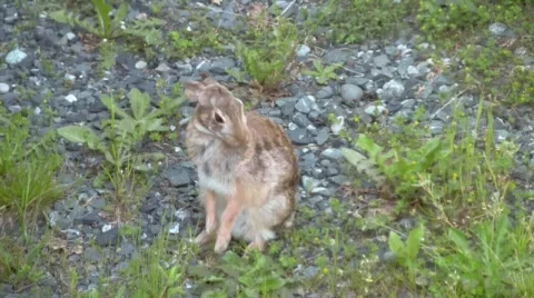 Rabbit Grooming Itself Stock Footage 507663