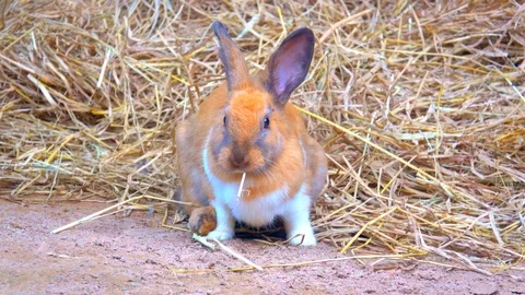 Rabbit on ground, Brow rabbit eating grass on dry grass background Stock Footage 92932852