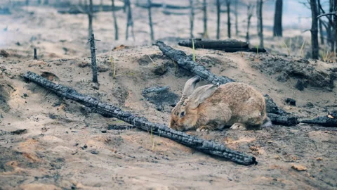 A rabbit on the ground of a burnt-out forest Video stock 164553843