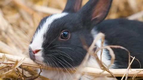 Rabbit on the ground, Close up of Black rabbit sitting on dry straws Stock Footage 342610030