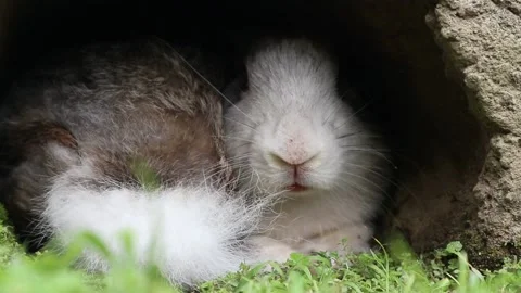 Rabbit in the ground nest. Stock Footage 166823078
