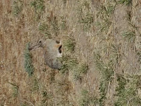 Rabbit on ground Stock Photos