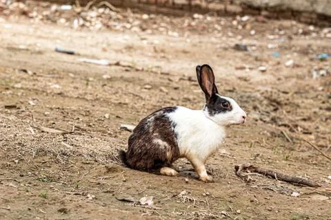 Rabbit on the ground Stock Photos
