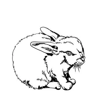 Rabbit. Hand drawn vector illustration Stock Illustration