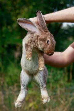 Rabbit in hands of man Stock Photos