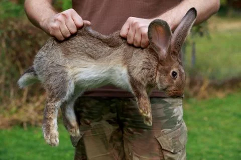 Rabbit in hands of man 库存照片